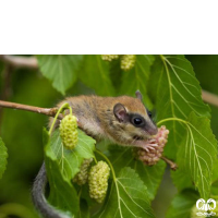 گونه سنجابک درختی Forest Dormouse 